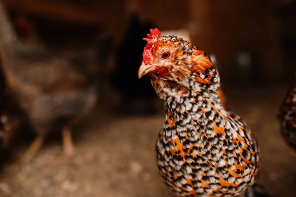 What are the best UK-native flowering shrubs for a low-maintenance front garden?