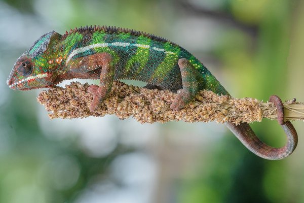 What are the best indoor plants for improving air quality in UK homes?