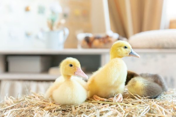 What Are the Key Considerations for Wearing a Velvet Blazer in a Professional Environment?